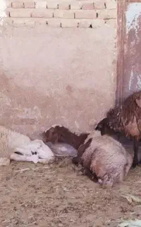 میش