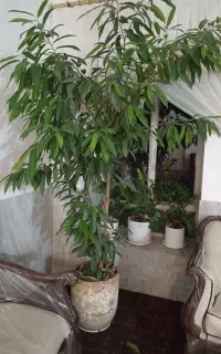 گل 1ونیم متری امستل