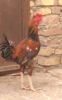 خروس لاری