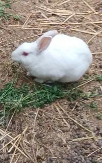 خرگوش ماده بالغ