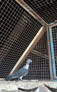 کفتر پلاکی