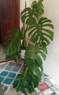 گل برگ انجیری