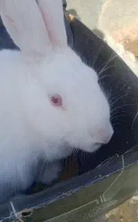 خرگوش نرسفیدبزرگ