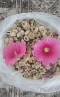 بذر گل ختمی هر۲۰۰ گرم ۲۵۰ هزار تومان