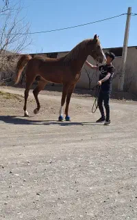 اسب سواری دار