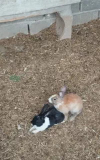 جفت خرگوش ویک خروس
