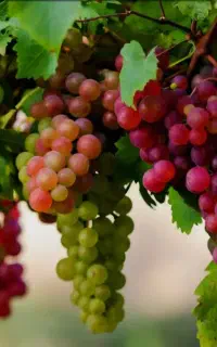 فروش انگور تازه مستقیم از باغ