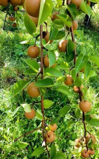 فروش نهال گلابی ناشی پربار