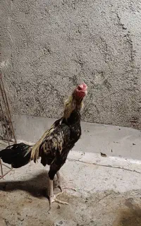 خروس لاری
