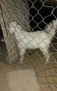 بز با بزغاله