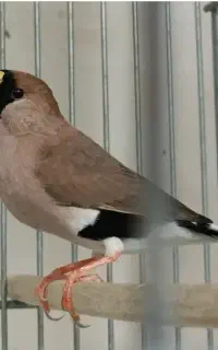 فنچ ماسکت