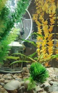 اکواریم  کارخانه ای فروش فوری