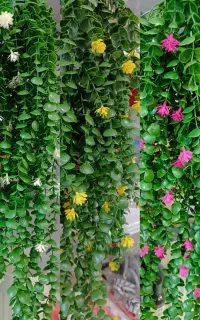 گل شمشاد مصنوعی رنگ زرد