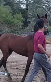 مادیان با نریان سه سال تازه سواری