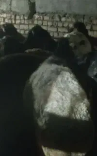 گوسفند زنده کیلویی 600