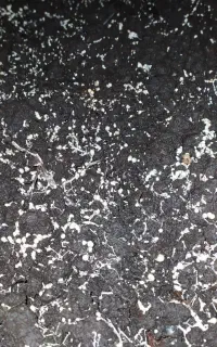 کمپوست قارچ برا تقویت کشاورزی