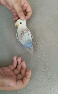 طوطی کوتوله برزیلی اهلی
