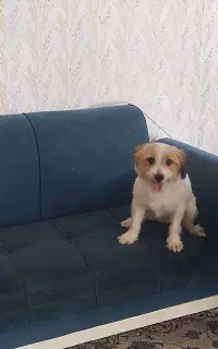 سگ تربیت شده