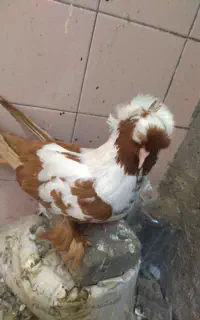 جفت کبوتر ککیلی ساری قرمزی