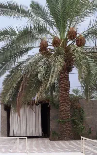 نخل خاسویی