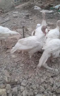 بوقلمون