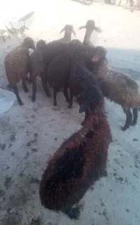 ۸ راس بره نر