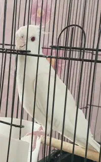 عروس ماده آلبینو