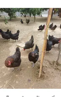 تخم نطفه دار نژاد بلک استار خالص