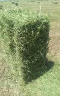 فروش یونجه خشک چین دوم