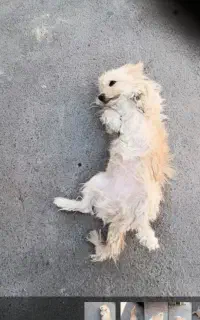 سگ پا کوتا