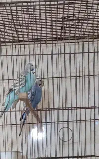 مرغ عشق هلندی مولد