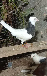 کبوتر رنگی