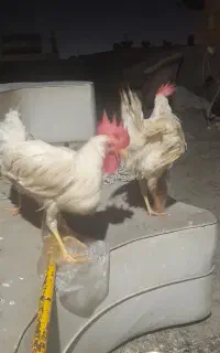 خروس