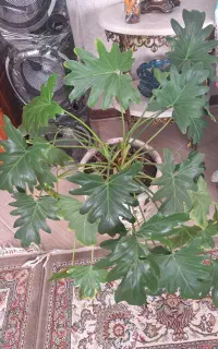 گل و گلدان طبیعی سرحال