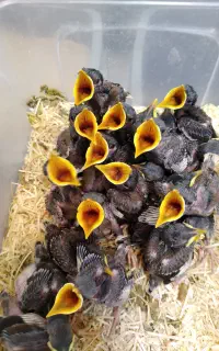 جوجه مینا نر ماده شاه تخم