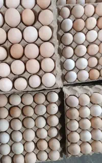 تخم مرغ زرده طلایی