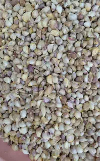 سیر با پوست و پوست کنده همدان خشک
