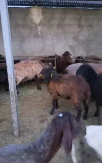 کارگر اشنا به دامداری