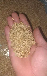 گندم