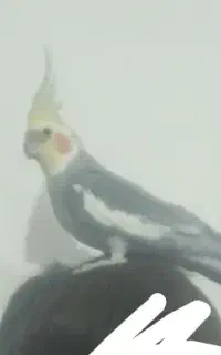 گمشده