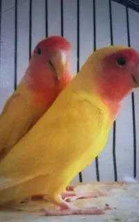 گمشده