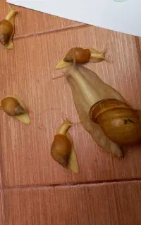 حلزون بزرگ وکوچک