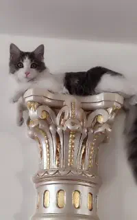 گربه بازیگوش
