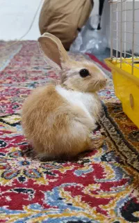 خرگوش