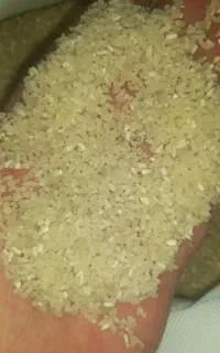 نیم دانه فجر