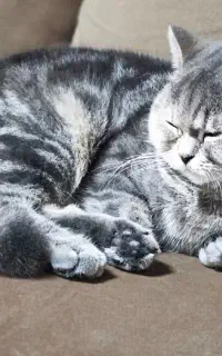 جفت گیری گربه ماده