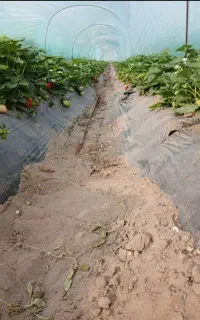 پلاستیک پنج متری درحد نو