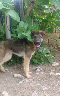 سگ ژرمن شپرد