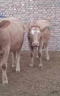 گاد