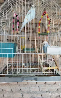 یک جفت مرغ عشق